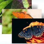 butterflies-theme