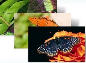 butterflies-theme