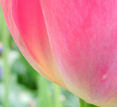 tulips9