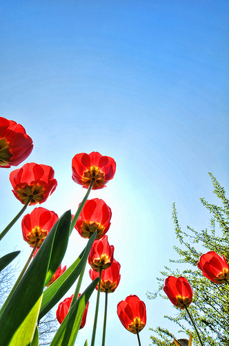 tulips13